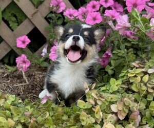 Pembroke Welsh Corgi Puppy for sale in THORP, WI, USA