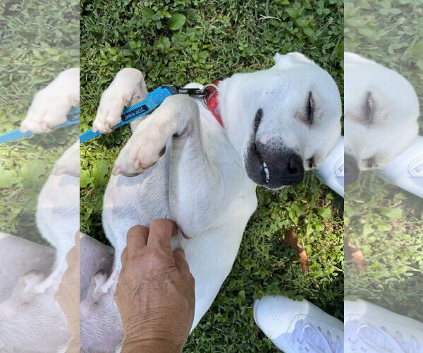 Medium Photo #4 American Pit Bull Terrier-Beagle Mix Puppy For Sale in Hillsboro, MO, USA