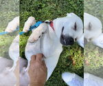 Small #3 American Pit Bull Terrier-Beagle Mix