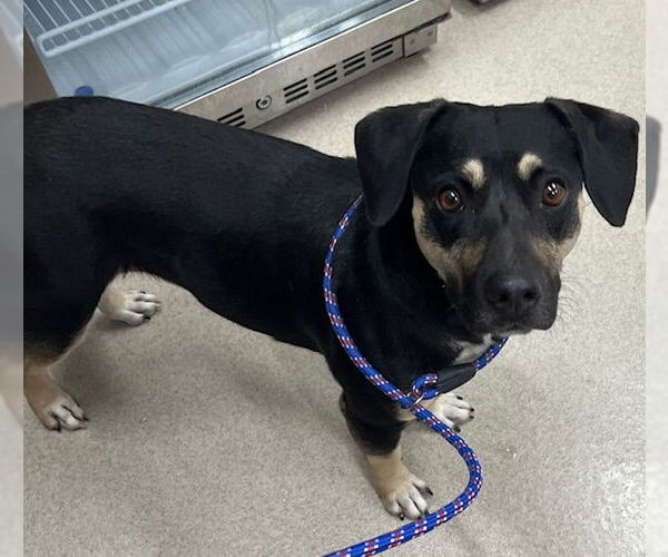 Medium Photo #1 Beagle Puppy For Sale in Baytown, TX, USA