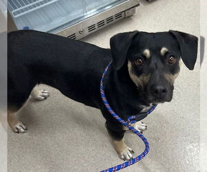 Beagle Dogs for adoption in Baytown, TX, USA