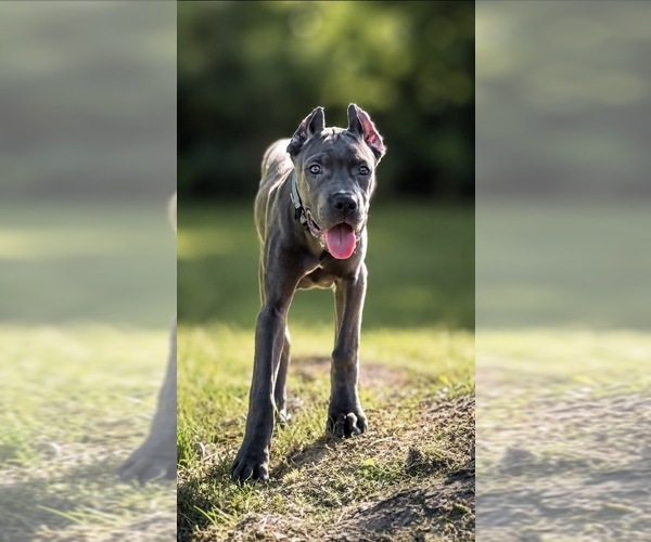 Medium Photo #31 Cane Corso Puppy For Sale in ANDERSON, IN, USA