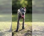 Small #30 Cane Corso