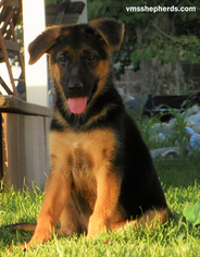 German Shepherd Dog Puppy for sale in DRAPER, UT, USA