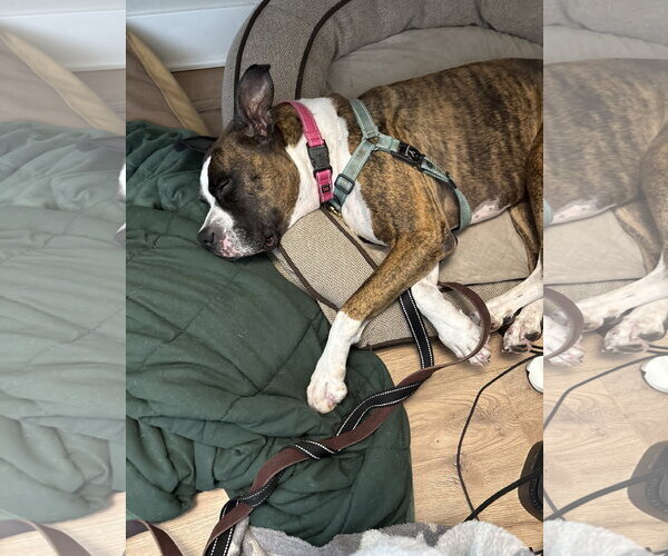 Medium Photo #3 Boxer Puppy For Sale in Woodbury, MN, USA