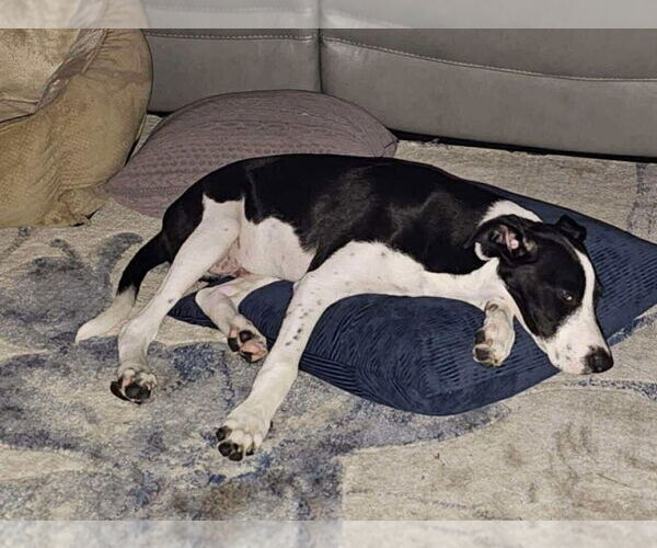 Medium Photo #4 Border Collie-Unknown Mix Puppy For Sale in Tampa, FL, USA