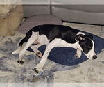 Small #3 Border Collie Mix