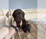 Small #6 Labrador Retriever
