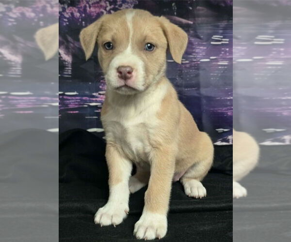 Medium Photo #1 Mutt Puppy For Sale in Lakewood, CO, USA