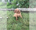 Small Photo #3 Vizsla-Weimaraner Mix Puppy For Sale in KILLEN, AL, USA