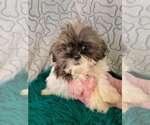 Shih Tzu Puppy for Sale in KENDALL, Wisconsin USA