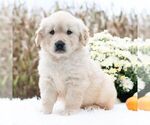 Small #2 Golden Retriever
