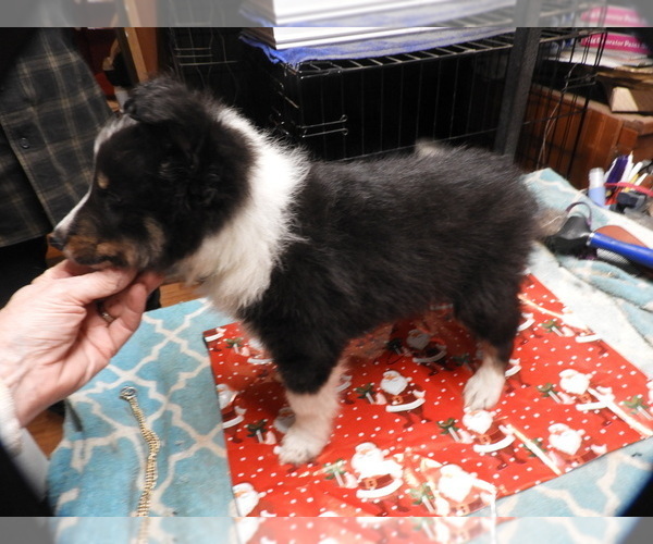 Medium Photo #4 Shetland Sheepdog Puppy For Sale in BAINBRIDGE, NY, USA