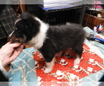 Small #3 Shetland Sheepdog