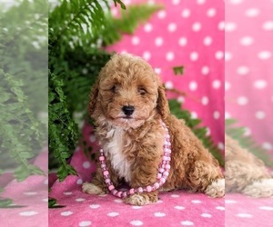 Poodle (Toy) Puppy for sale in KINZERS, PA, USA