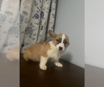 Small #32 Pembroke Welsh Corgi