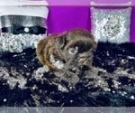 Small Photo #13 Shih Tzu Puppy For Sale in HAYWARD, CA, USA