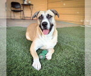 American Staffordshire Terrier-Siberian Husky Mix Dogs for adoption in phoenix, AZ, USA