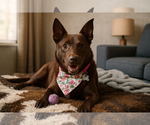 Small #1 Labrador Retriever Mix