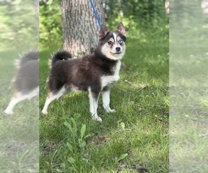 Mother of the Alaskan Klee Kai-Pomsky Mix puppies born on 07/17/2026