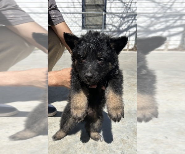 Medium Photo #19 German Shepherd Dog Puppy For Sale in FORT WORTH, TX, USA