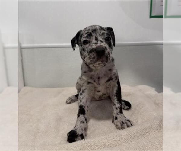Medium Photo #1 Mutt Puppy For Sale in Redlands, CA, USA