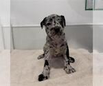 Small Mutt