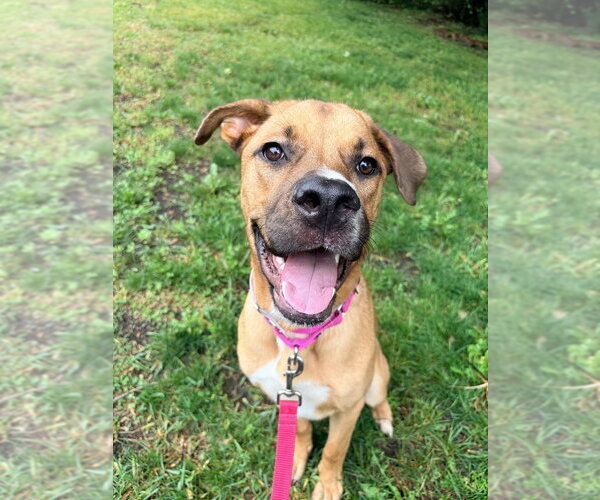 Medium Photo #20 Labrador Retriever-Rhodesian Ridgeback Mix Puppy For Sale in Brewster, NY, USA