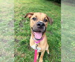 Small #19 Labrador Retriever-Rhodesian Ridgeback Mix