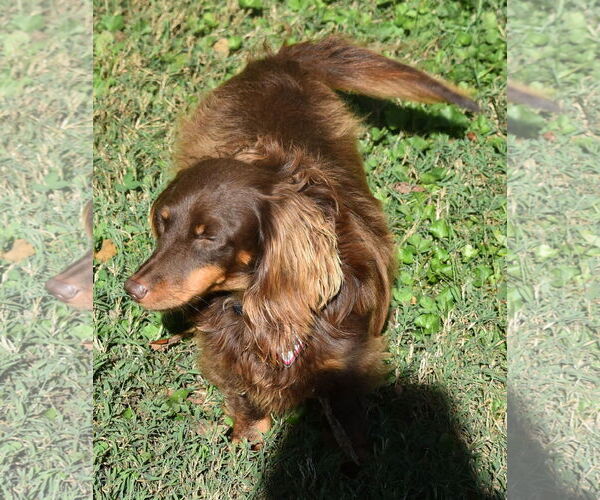 Medium Photo #11 Dachshund Puppy For Sale in Shelbyville, TN, USA