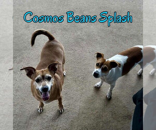 Medium Photo #32 Chiweenie Puppy For Sale in San Antonio, TX, USA