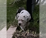 Small Photo #11 Olde English Bulldogge Puppy For Sale in NEW LONDON, IA, USA