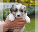 Small #2 Miniature Australian Shepherd