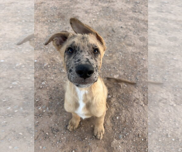 Medium Photo #1 Australian Shepherd-German Shepherd Dog Mix Puppy For Sale in Chandler, AZ, USA