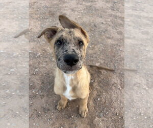 Australian Shepherd-German Shepherd Dog Mix Dogs for adoption in Chandler, AZ, USA