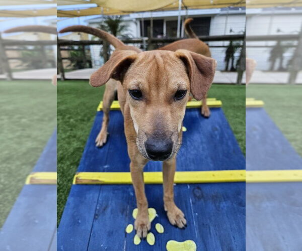 Medium Photo #2 Mutt Puppy For Sale in oakland, FL, USA