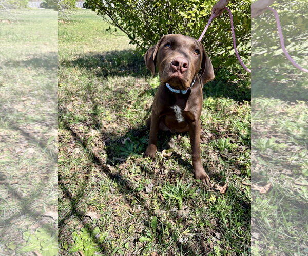 Medium Photo #1 Labrador Retriever-Unknown Mix Puppy For Sale in Holly Springs, NC, USA