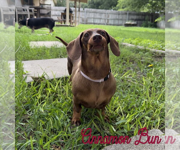 Medium Photo #15 Dachshund Puppy For Sale in San Antonio, TX, USA