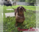 Small Photo #15 Dachshund Puppy For Sale in San Antonio, TX, USA