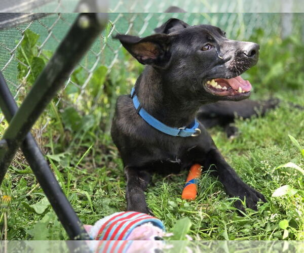 Medium Photo #7 Mutt Puppy For Sale in Evansville, IN, USA
