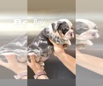 Small #9 English Bulldog