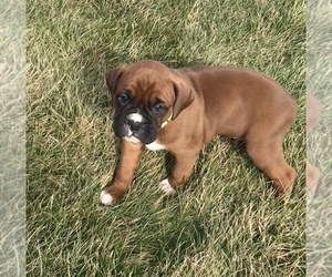Boxer Puppy for sale in APPLE CREEK, OH, USA