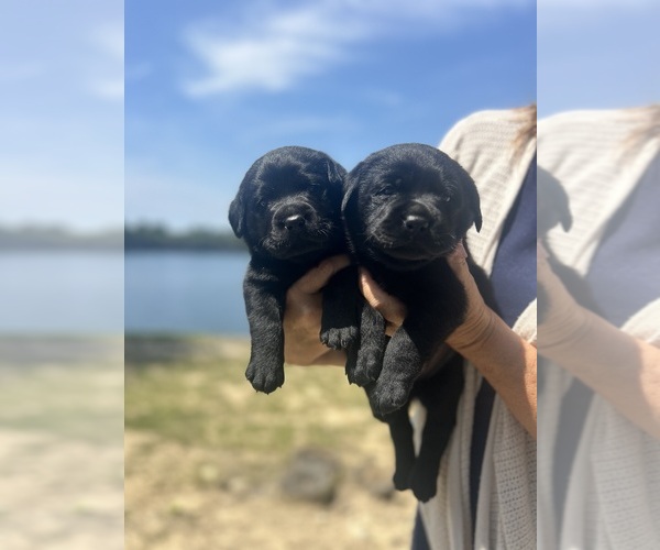 Medium Photo #14 Labrador Retriever Puppy For Sale in LOUISBURG, NC, USA