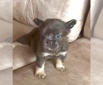 Small Photo #16 English Bulldog Puppy For Sale in PHOENIX, AZ, USA