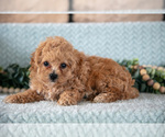 Small Photo #13 Poodle (Miniature)-ShihPoo Mix Puppy For Sale in SUGARCREEK, OH, USA