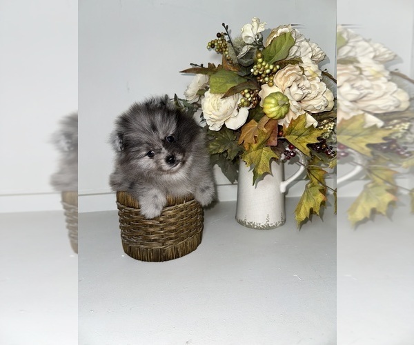 Medium Photo #7 Pomeranian Puppy For Sale in BAKERSFIELD, CA, USA