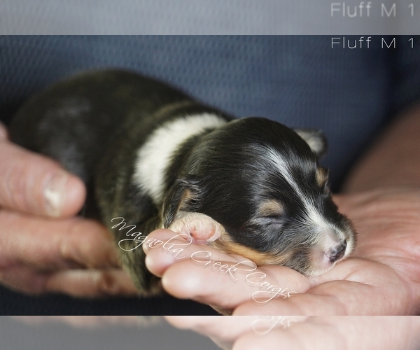 Medium Photo #3 Pembroke Welsh Corgi Puppy For Sale in CRESTVIEW, FL, USA