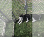 Small Photo #11 Siberian Husky Puppy For Sale in BROCKTON, MA, USA