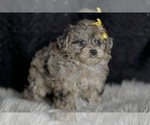 Puppy Flower YorkiePoo