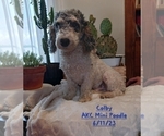 Puppy Colby Poodle (Toy)